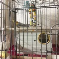 عروس هلندی سالم ‌سرحال|پرنده|گلستان (تهران), |دیوار