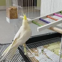 عروس هلندی|پرنده|شاهرود, |دیوار