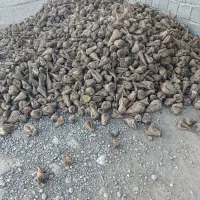 چغندر  قند برا دام