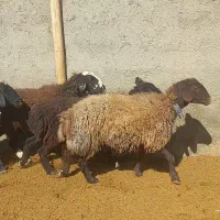 پنج راس میش درجه یک جوان|حیوانات مزرعه|بهمن صغاد, |دیوار