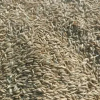 جو دیم تمیز