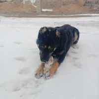 سگ سگ سگ|سگ|زنجان, |دیوار