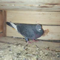 کبوتر|پرنده|حاجی آباد, |دیوار