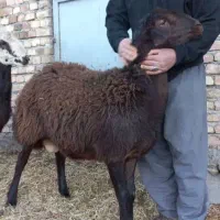 غوچ قره غزل