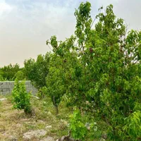 باغ و باغچه چهاردیوار تکبرگ مالک(معاوضه با خودرو)|فروش زمین و ملک کلنگی|شهریار, شهرک وائین|دیوار