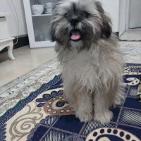 سگه شیسو