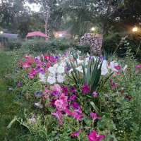 اجاره باغ ویلای بزرگ ساحلی زنده رود