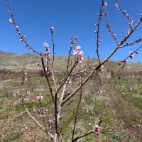 باغ|فروش زمین و ملک کلنگی|دینور, |دیوار