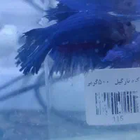 ماهی|ماهی|مشهد, امیر آباد|دیوار