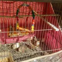 فنچ نژاد دار