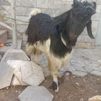 بزه نر|حیوانات مزرعه|مشهد, رده|دیوار