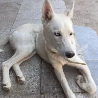 سگ هاسکی