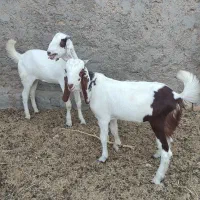 دوتا بزغاله نر پاکستانی باهم