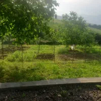 ۶۰۰۰متر خونه باغ دل طبیعت زیبای کلسفروش|فروش خانه و ویلا|توتکابن, |دیوار