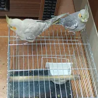 عروس هلندی