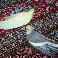 عروس هلندی  پرنده