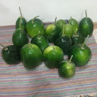 فروش بالنگ صادراتی