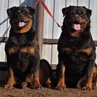 شاه توله نر روتوایلر توله های 70 روزه میکروچیب دار|سگ|قدس, معادن شن و ماسه|دیوار