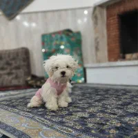 سگ‌قشنگ‌وعالی‌سالم‌زیبا‌ ‌ده تومن‌ ۴‌ماهه