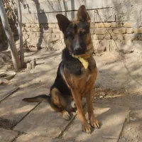 واگذاری سگ جرمن 9 ماهه|سگ|مرودشت, رودبال|دیوار