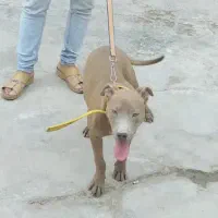 پیتبول|سگ|اهواز, زرگان|دیوار