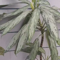 گل طبیعی خانگی