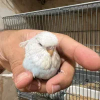 جوجه انگلیسی گرید a