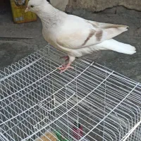 جوجه کبوتر دم سفید|پرنده|برازجان, |دیوار