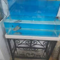 ۴ عدد آکواریم شیشه خم با پایه آهنی