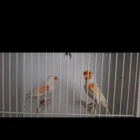 قناری اورجینال موزاییکی