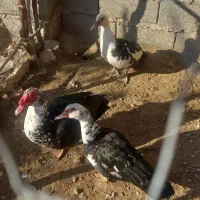 تخم نطفه دار اردک هلندی