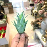 گیاهان مصنوعی