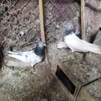 سلام دوتا کله سبز ماده تخم جوجه ای