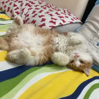 واگذاری گربه پسر ۳ ماهه بغلی