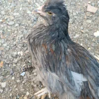 جوجه آراکانا و لاکنزی تخم آبی|حیوانات مزرعه|مشهد, طرق|دیوار