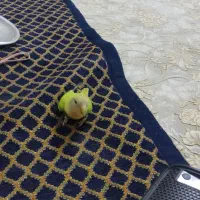 طوطی برزیلی گمشده