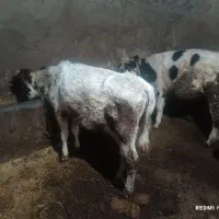 گوساله گاو|حیوانات مزرعه|اردبیل, |دیوار