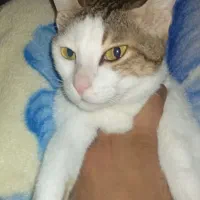 گربه خانگی
