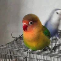 طوطی برزیلی|پرنده|اصفهان, گرکان|دیوار