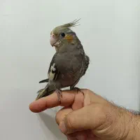 عروس هلندی 4ماهه