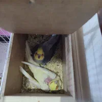 جفت عروس هلندی|پرنده|زابل, |دیوار