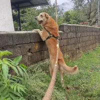 سگ پژدر برای نگهبانی