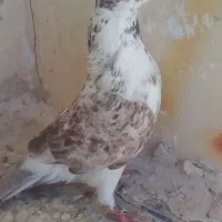 کبوتر