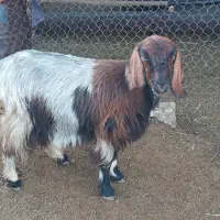 فروش یک راس گیسه جوان چاق