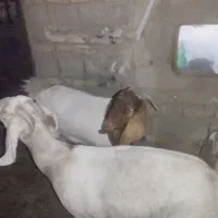 گوسفند فروشی|حیوانات مزرعه|سراوان, |دیوار