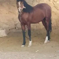 اسب دره شوری