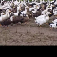 دو هزار تا اردک گوشتی موجوده