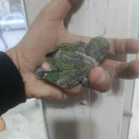 جوجه طوطی برزیلی سرلاکی