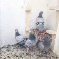 کبوتر