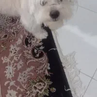 واگذاری سگ|سگ|بهارستان, |دیوار